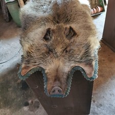Großes wildschweinfell als gebraucht kaufen  Plauen