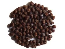 Pavot black peony usato  Spedire a Italy