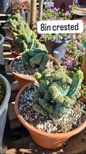 Crested blue candle for sale  Garden Grove