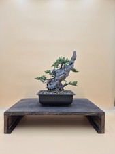 Bonsai ginepro kishu usato  Catanzaro