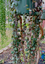 Rare ceropegia woodii for sale  Houston