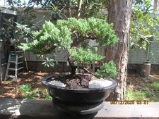 Specimen bonsai tree for sale  Gainesville
