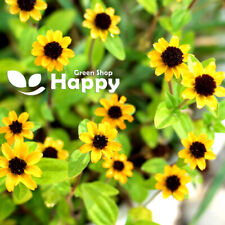 Creeping zinnia 260 for sale  DONCASTER