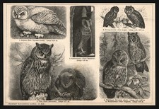 Druck anno 1896 gebraucht kaufen  Burgdorf