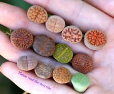 Plant lithops plants d'occasion  Expédié en Belgium