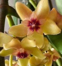 Heavenly hoya hoya gebraucht kaufen  Bad Bramstedt