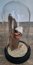 Curiosité taxidermie bernard d'occasion  Montpellier-