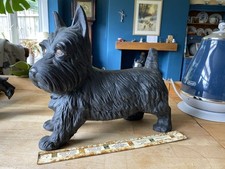 Large scottish terrier for sale  BLACKBURN