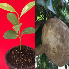 Sapodilla manilkara zapota for sale  Jupiter