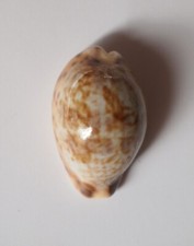 Cypraea gambiensis d'occasion  Gazeran