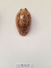 Ciprea arabica usato  San Martino Dall Argine
