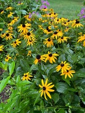 Black eyed susan for sale  Centreville