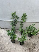 Ilex green holly for sale  NEWRY