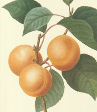 Redoute apricot fruit for sale  Medina