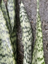 Sansevieria hawaii grown for sale  Honolulu