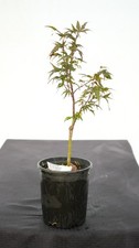 emperor japanese maple for sale  Hendersonville