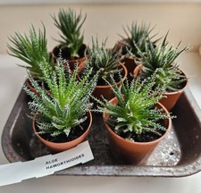 Aloe haworthioides succulent for sale  SOUTHAMPTON