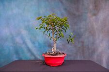 Ficus philippinensis pre for sale  North Fort Myers