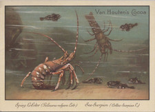 Van houten cocoa for sale  Sherwood