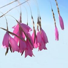 Dierama pulcherrimum angel for sale  TRURO