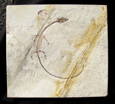 dinosaur skull for sale  Lancaster