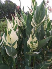 Canna indica stuttgart usato  Manduria