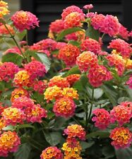 Lantana camara seeds for sale  Venice