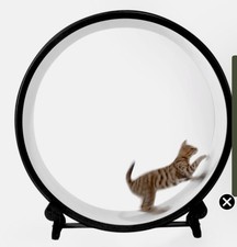 One fast cat for sale  Winnetka