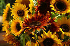 Flower sunflower hellianthus for sale  HIGH WYCOMBE