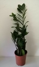 Zamioculcas glücksfeder gebraucht kaufen  Erfurt