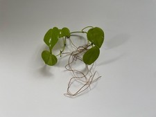 lime gebraucht kaufen lime gebraucht kaufen  Münster