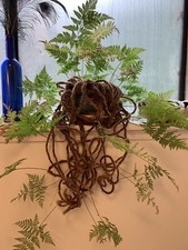 Rabbit foot fern for sale  Nicasio