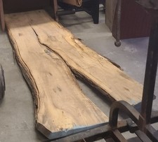 White oak tree for sale  Wallingford