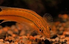 Orange pike xingu for sale  Miami