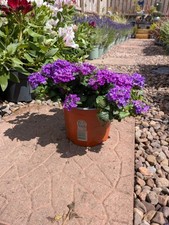 Purple verbena garden for sale  LARGS