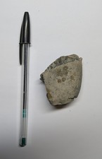 Fossil shark coprolite for sale Fossil shark coprolite for sale  AXMINSTER