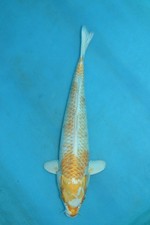 Harawake koi carp for sale  Estill