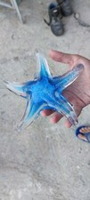 Stella marina decorazione usato  Forio