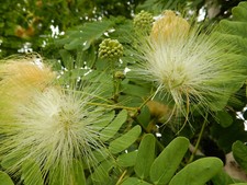 Semi albizia amara usato  Trappeto