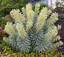 Euphorbia silver swan for sale  NORTHWICH