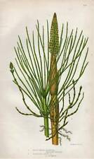 1898 authentic fern for sale  MOLD