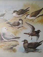 Wildlife print manx for sale  YORK