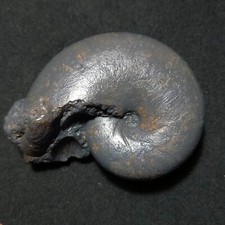 Phyllopachyceras fossili ammon usato  Italia