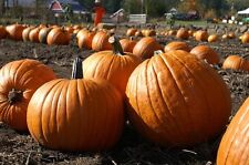 Pumpkin howden 250 for sale  SALISBURY
