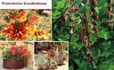 Korallenbaum bst baum gebraucht kaufen  Kaiserslautern