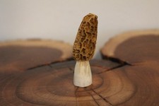 Carved yellow morel for sale  Joliet
