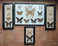 insektenkasten gebraucht kaufen insektenkasten gebraucht kaufen Eicklingen