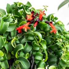 Aeschynanthus rasta curly for sale  GLASGOW