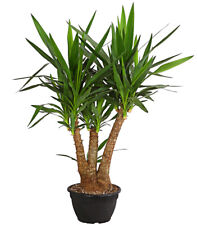 Yucca palme palmlilie gebraucht kaufen  Rain