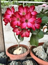 Adenium obesum bonsai usato  Mazara del Vallo